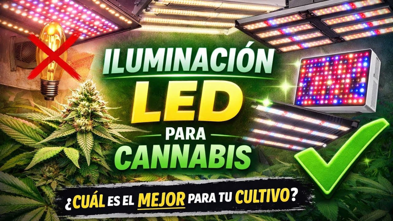 “Iluminación LED para cannabis: Como elegir la correcta según tu cultivo” - BajoPresión Podcast 