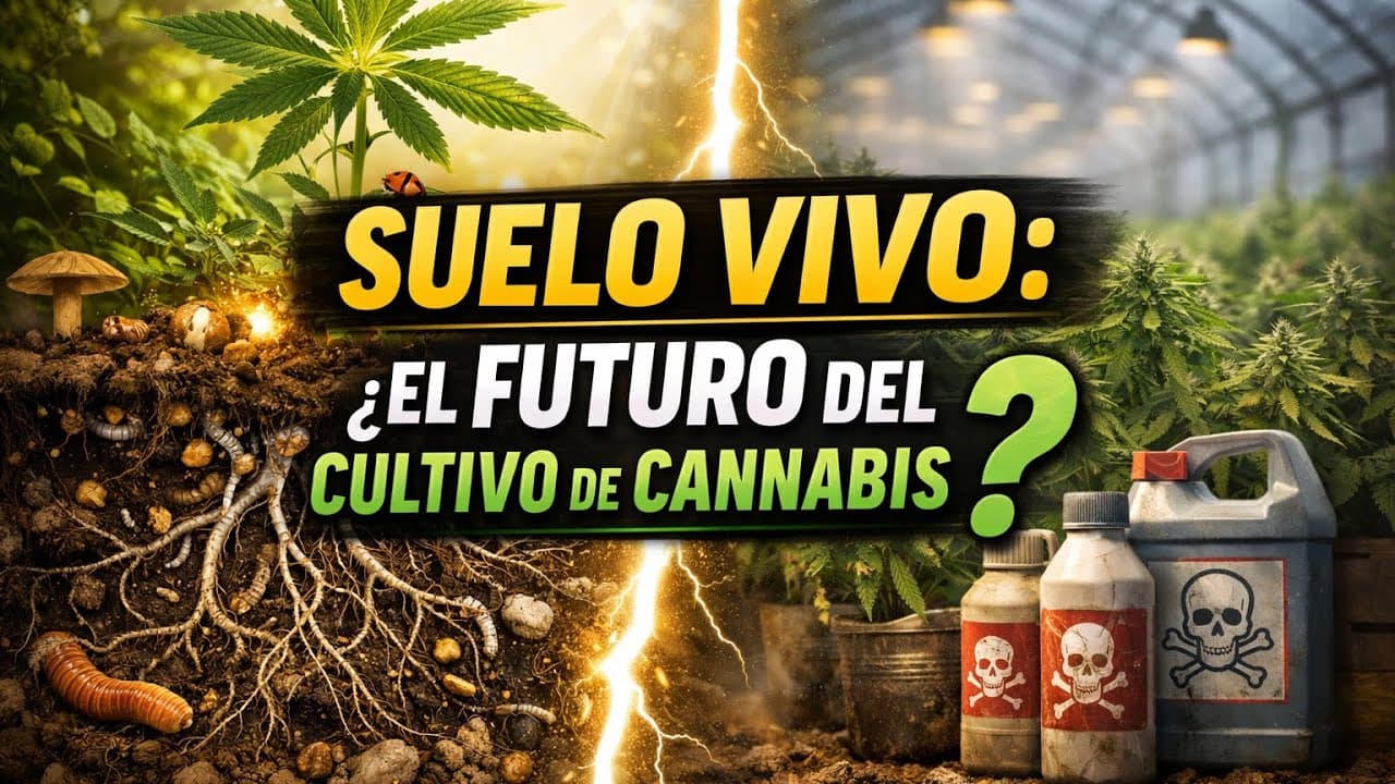 “Suelo Vivo: Qué es y por qué está revolucionando el cultivo de cannabis” - BajoPresión Podcast