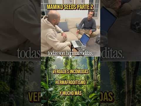 Así piensa el Creador de GMO sobre el Cannabis Actual || Mamiko Seeds 2a Parte